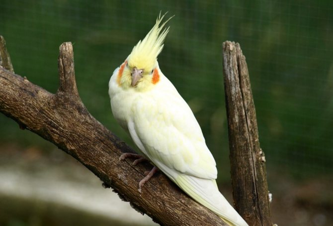 картинка с окрасом оперения кореллы