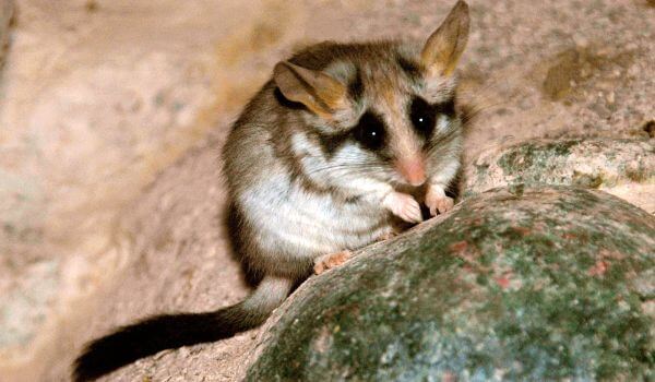 Фото: Садовая соня грызун