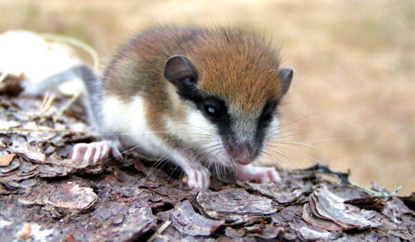 Фото: Садовая соня Красная книга