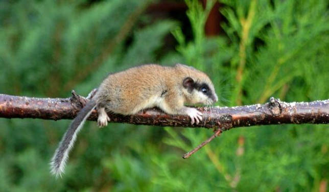 Фото: Садовая соня