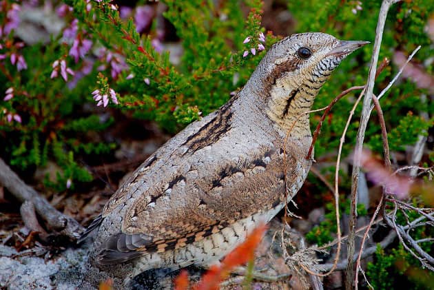 Изображение садовой блесны