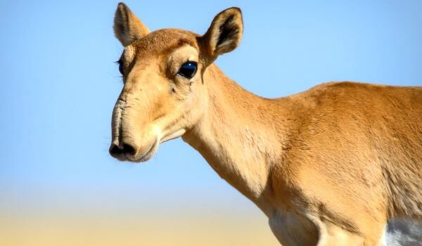 Фото: Сайга