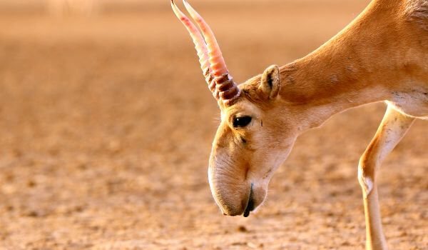 Фото: Красная книга сайгака