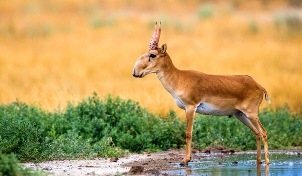 Фото: сайгак