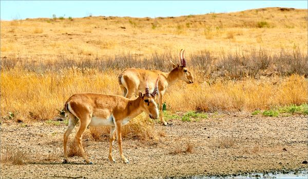 Фото: Сайгаки на природе