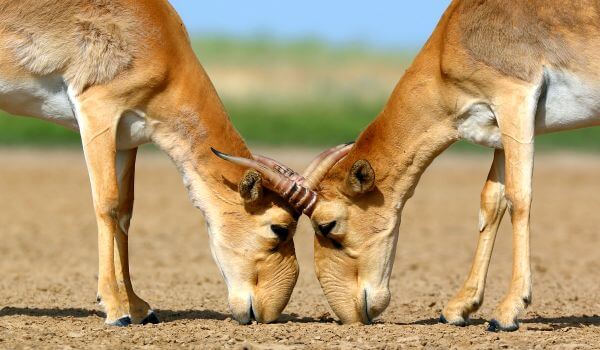 Фото: Сайгак в степи