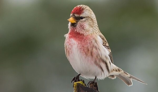 Фото: Женская чечётка