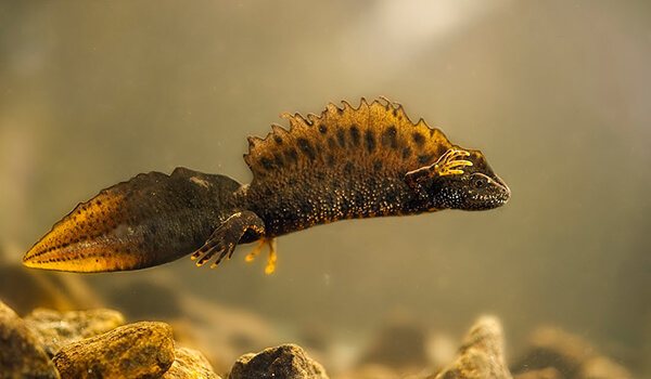 Фото: Самка саламандры