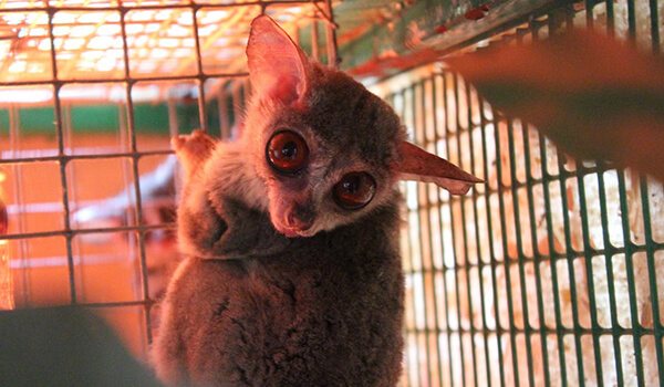 Фото: Сенегальский галаго в домашних условиях