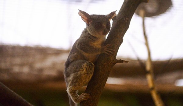 Фото: Сенегальский галаго в природе