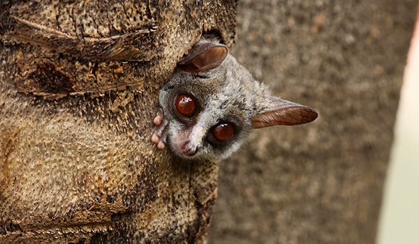 Фото: Сенегальский галаго в природе