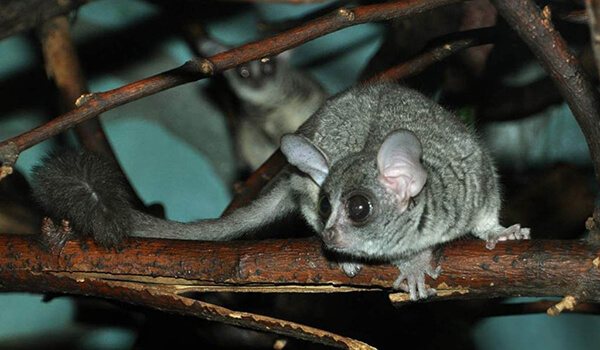 Фото: Сенегальский галаго