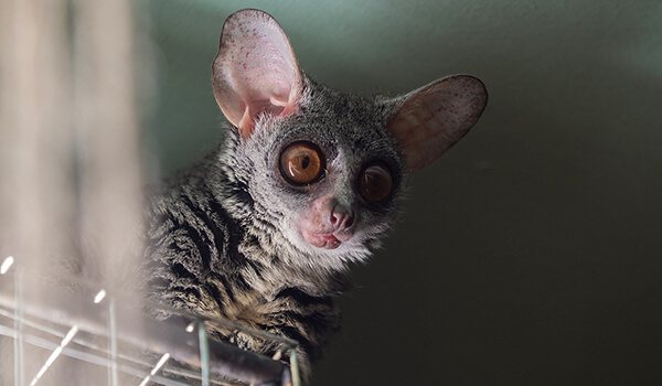 Фото: Сенегальский галаго