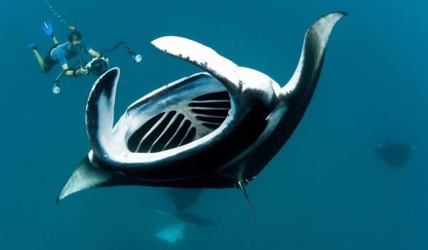 На фото: скат морской дьявол