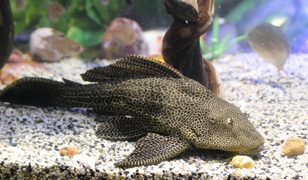 Фото: Сом плекостомус
