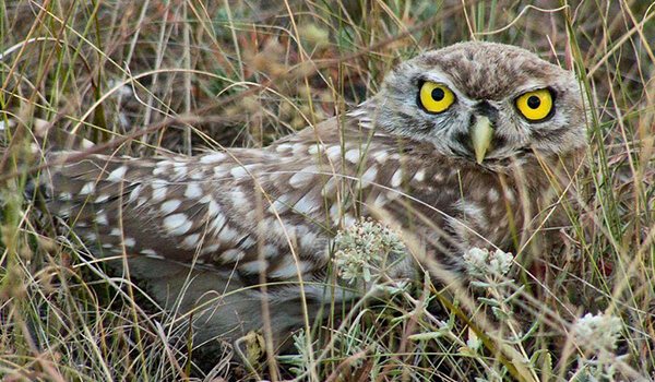 Фото: Сова домовой сыч