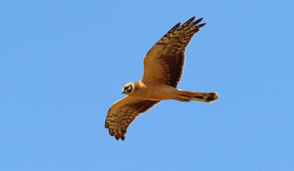 Фото: Степной лунь в полете