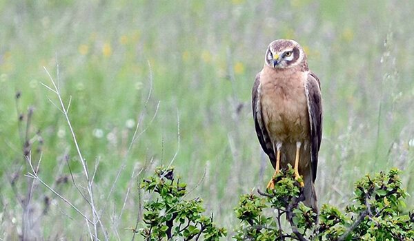 Фото: Степной лунь