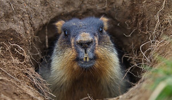 Фото: Тарбаган из Красной книги