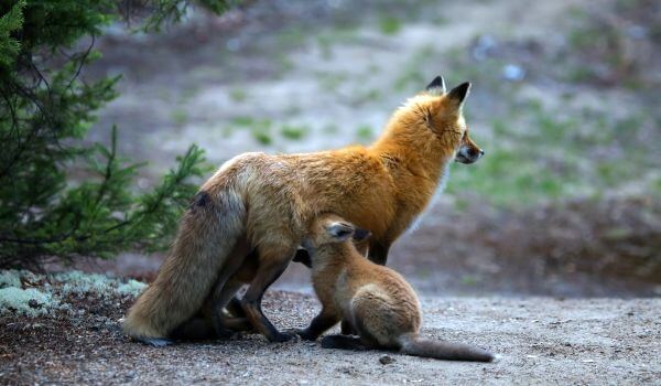 На фото: самка тибетской лисы