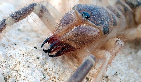 Фото: Верблюжий паук в Крыму