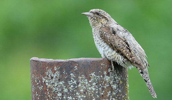 Фото: Вертинек на природе