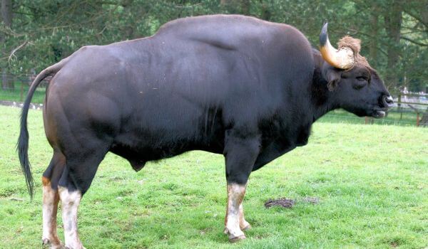 Фото: Экскурсия по вымершему быку