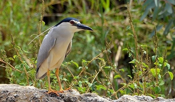 Фото: Выпь из Красной книги