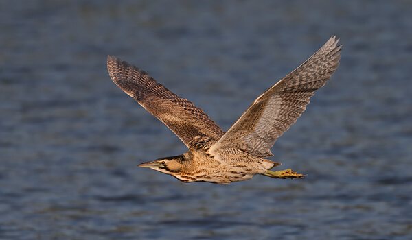 Фото: Выпь в полете
