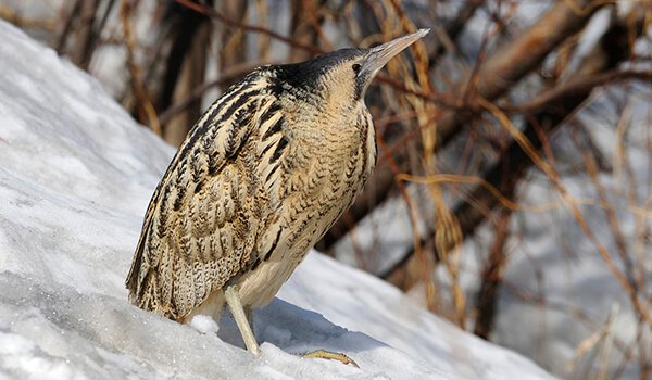 Фото: Выпь зимой