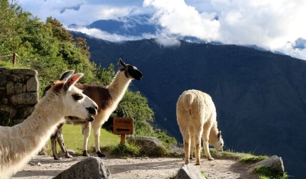 Фото: Животное лама