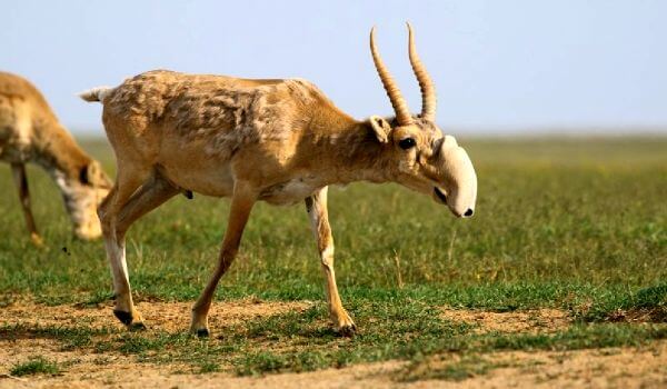 Фото: Дыресайга