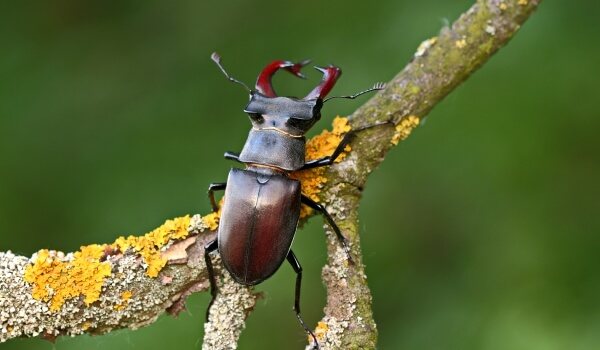 Фото: Жук олень из Красной книги