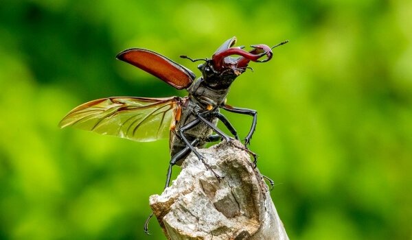 Фото: Жук олень Красная книга