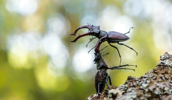 Фото: Жук Олень (рогач олень)