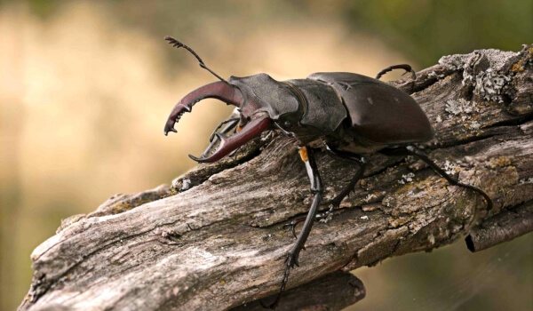 Фото: Жук олень