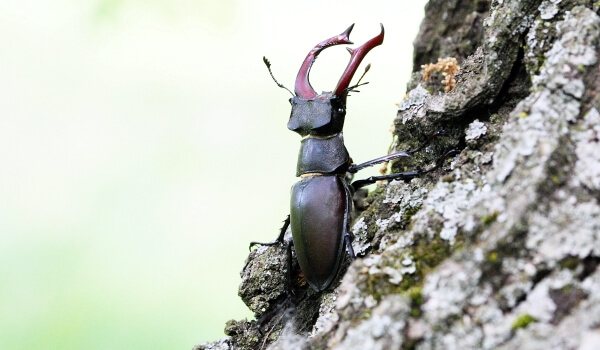 Фото: Жук олень