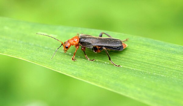 Фото: Жук-пожарный на природе
