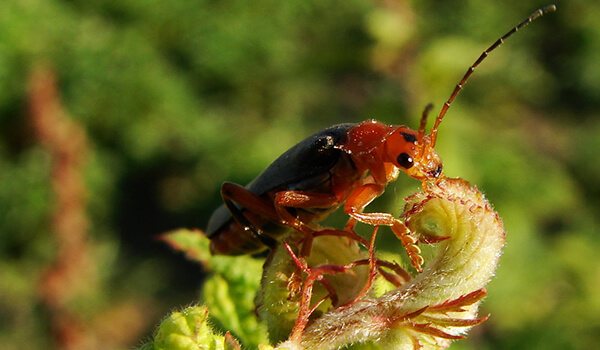Фото: Жук-пожарный в России