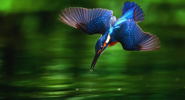 Фото: Зимородок в России