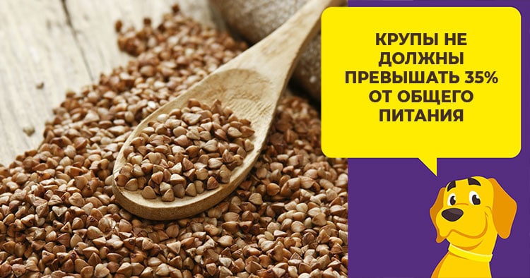 Er bokhvete bra for hunder - oppskrifter fra kjerner, hakket, flak