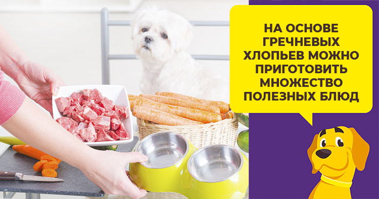 Er bokhvete bra for hunder - oppskrifter fra kjerner, hakket, flak