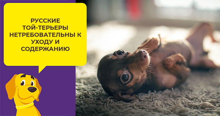 Как ухаживать за русским той терьером: особенности породы