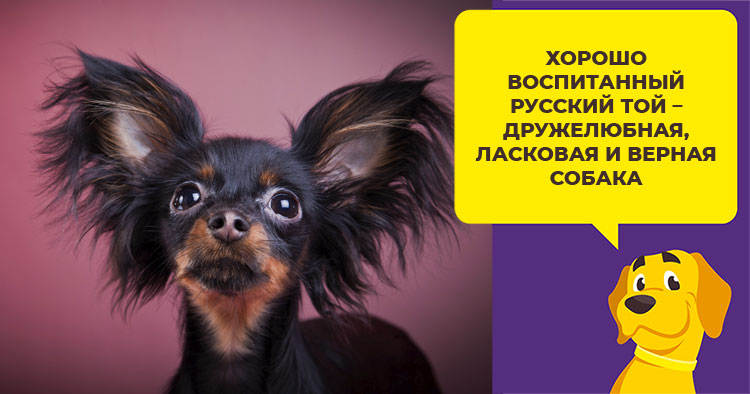 Как ухаживать за русским той терьером: особенности породы