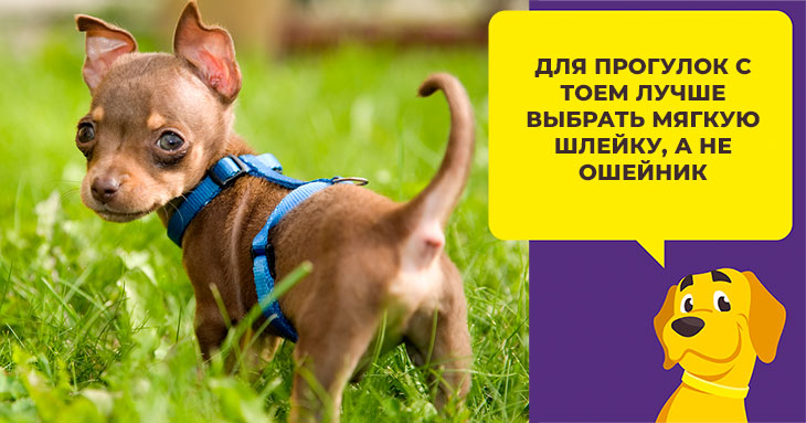 Как ухаживать за русским той терьером: особенности породы