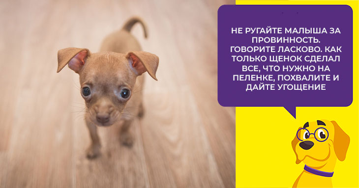 Как ухаживать за русским той терьером: особенности породы