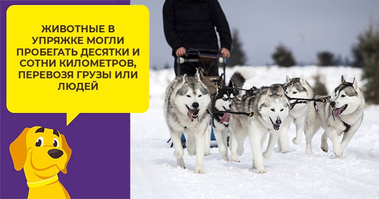 Как ухаживать за сибирским хаски с первых дней после прибытия в дом