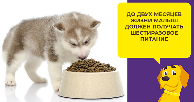 Как ухаживать за сибирским хаски с первых дней после прибытия в дом