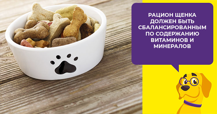 Как ухаживать за сибирским хаски с первых дней после прибытия в дом