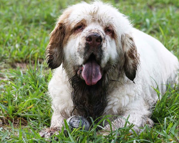 Кламбер-спаниель: описание породы собак и как выглядит питомец, основы грамотного ухода